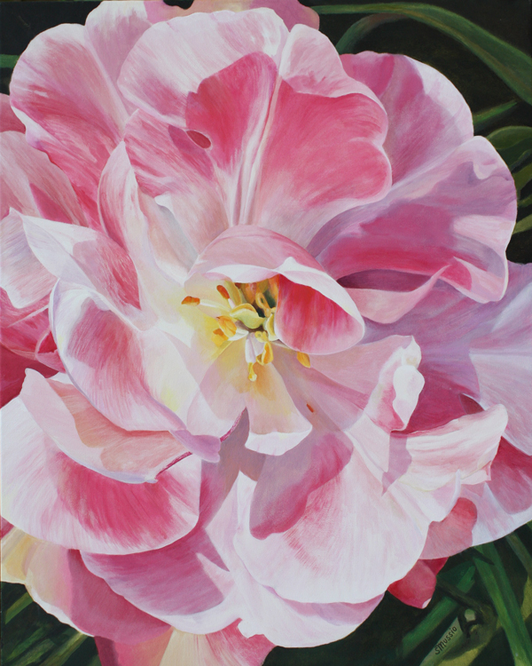 angelique tulip large centre of a pink tulip