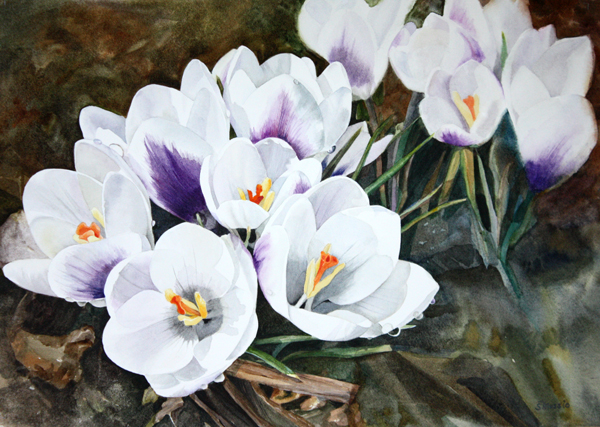 that time of year white and purple crocus