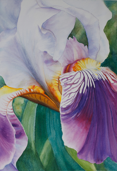 iris vibrance close up of a purple iris with yellow centre