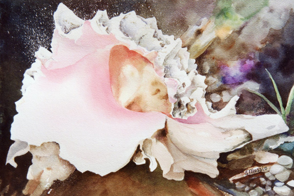 large pink conch shell