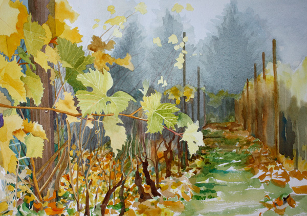 Row of grape plants in the fall