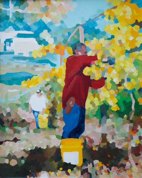 man trimming grapes in vineyard